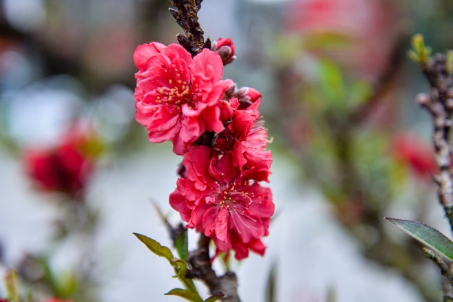 Đào thất thốn xuống phố có giá hàng trăm triệu, phục vụ chơi tết Bính Ngọ - Ảnh 6.