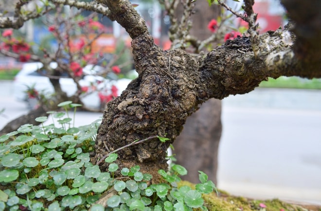 Đào thất thốn xuống phố có giá hàng trăm triệu, phục vụ chơi tết Bính Ngọ - Ảnh 8.