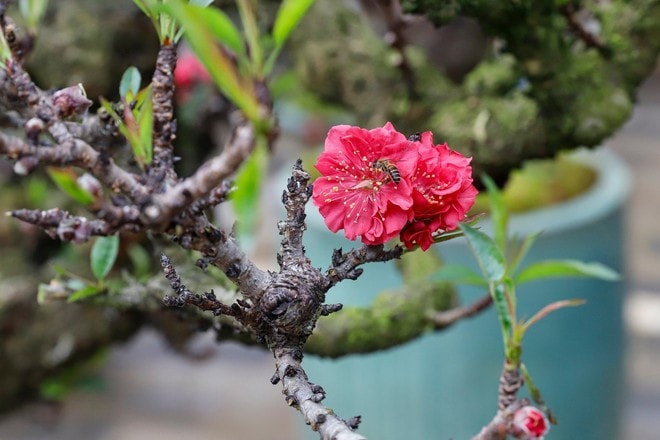 Đào thất thốn xuống phố có giá hàng trăm triệu, phục vụ chơi tết Bính Ngọ - Ảnh 7.