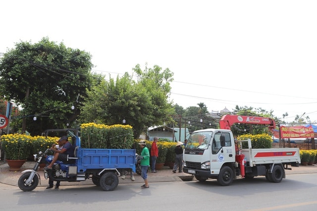 Cận cảnh cây mai được giới chơi hoa định giá hơn 650 triệu- Ảnh 1.