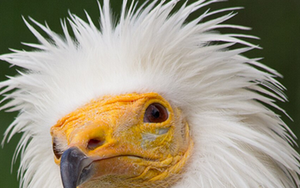 Loài vật quý hiếm bậc nhất hành tinh, tuyệt chủng 30 năm bất ngờ "tái xuất" ngỡ ngàng - Ảnh 3.