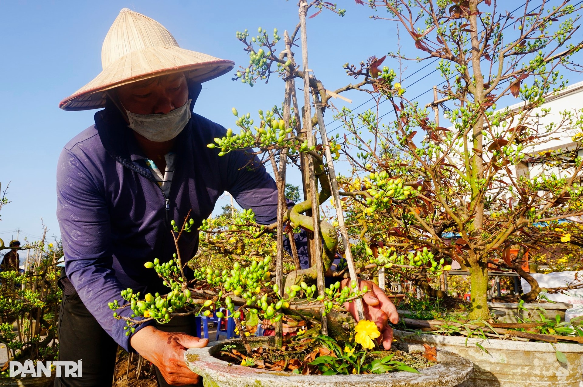 Sau bão lũ, giá mặt bằng tăng, bán 30 chậu mai dáng long chưa đủ tiền thuê - 4
