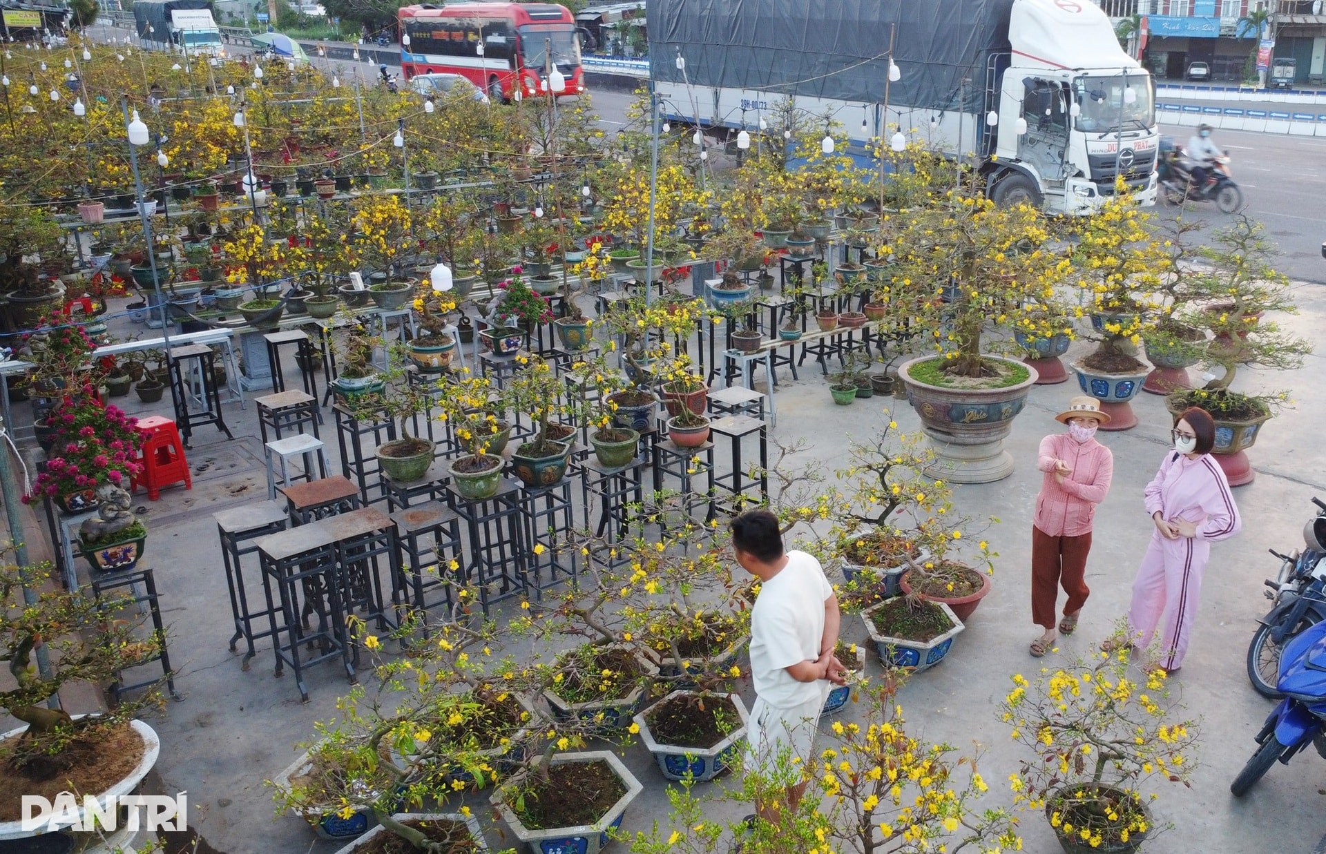 Sau bão lũ, giá mặt bằng tăng, bán 30 chậu mai dáng long chưa đủ tiền thuê - 10