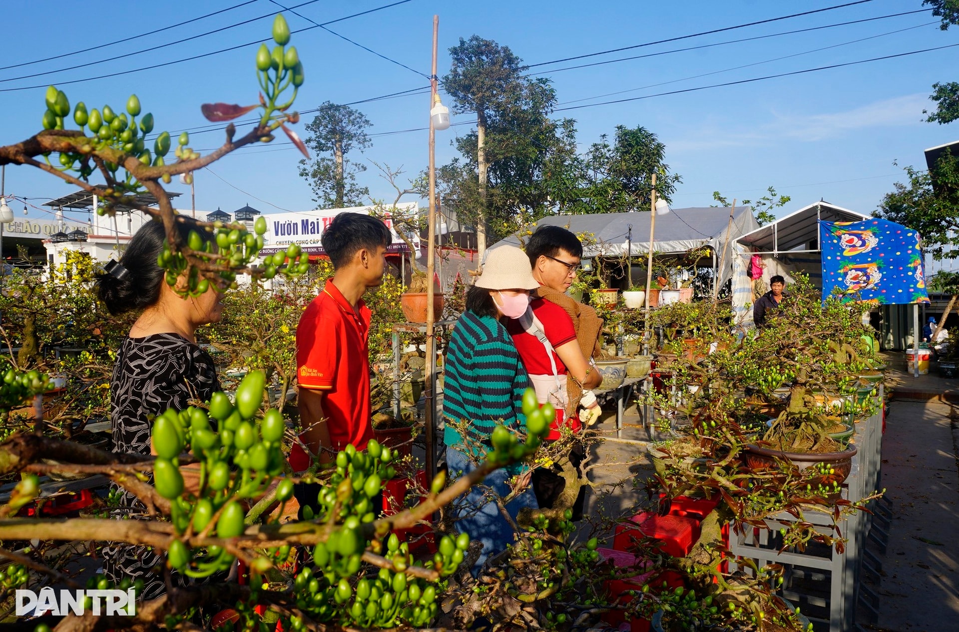 Sau bão lũ, giá mặt bằng tăng, bán 30 chậu mai dáng long chưa đủ tiền thuê - 12