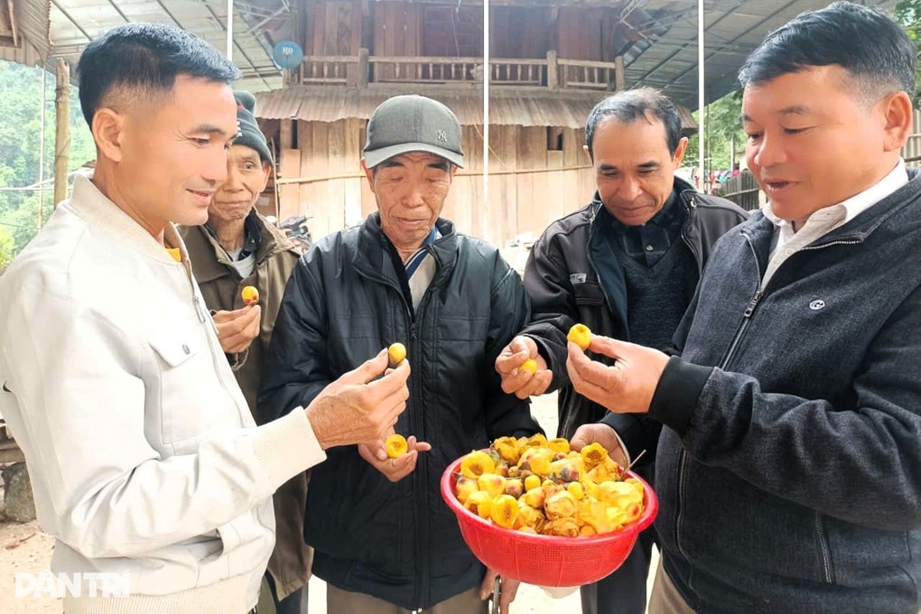 Vào rừng nhặt hoa vàng kiếm tiền triệu mỗi ngày - 3