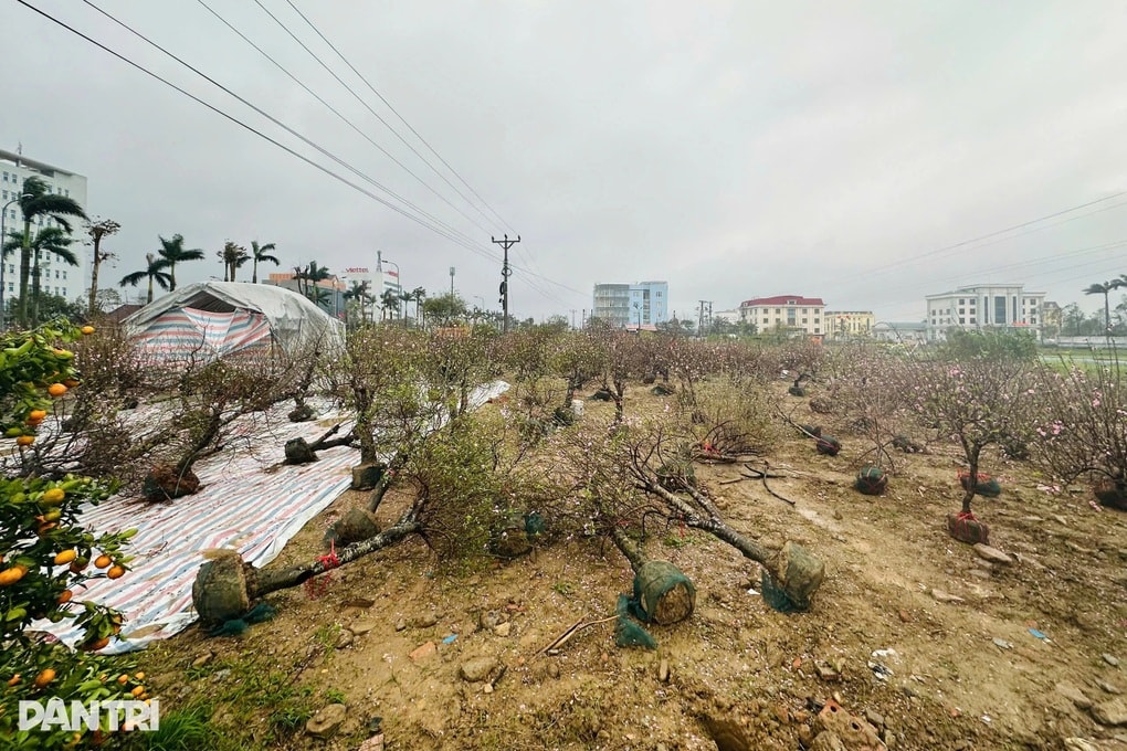 Hàng trăm chậu đào, quất Tết đổ ngã la liệt, tiểu thương lo thua lỗ - 2 Hàng trăm chậu đào, quất Tết đổ ngã la liệt, tiểu thương lo thua lỗ - 2