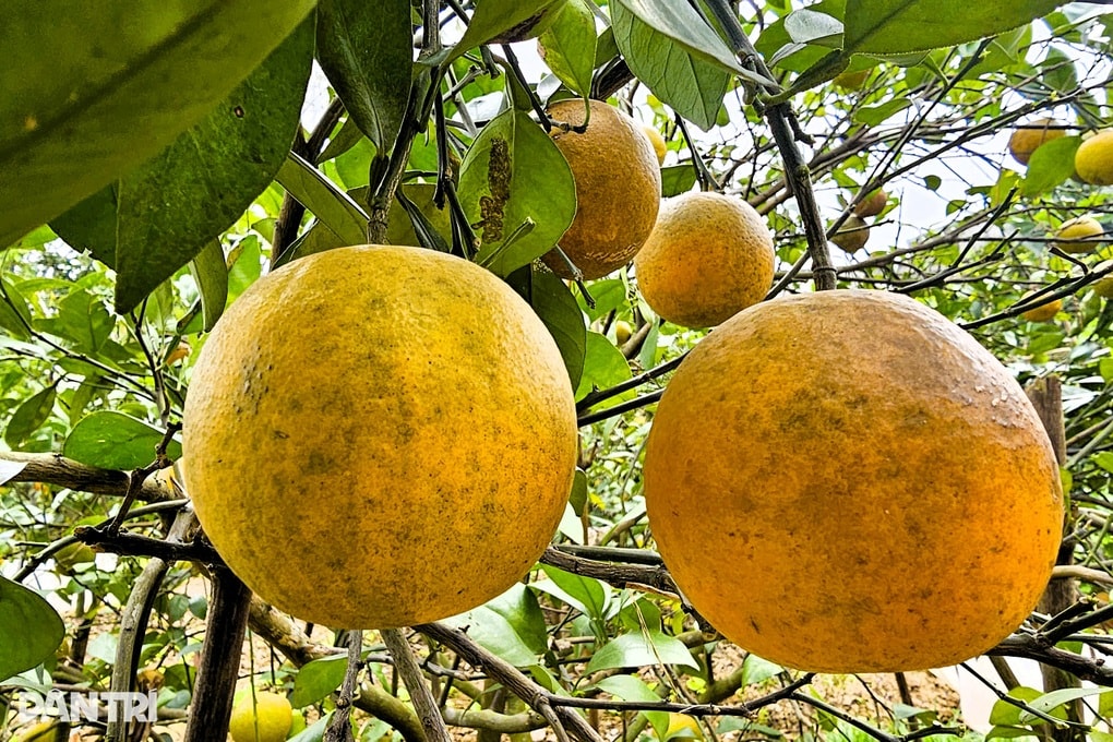 Cam giá cả trăm nghìn đồng mỗi quả, nông dân chăm chút như giữ vàng - 3