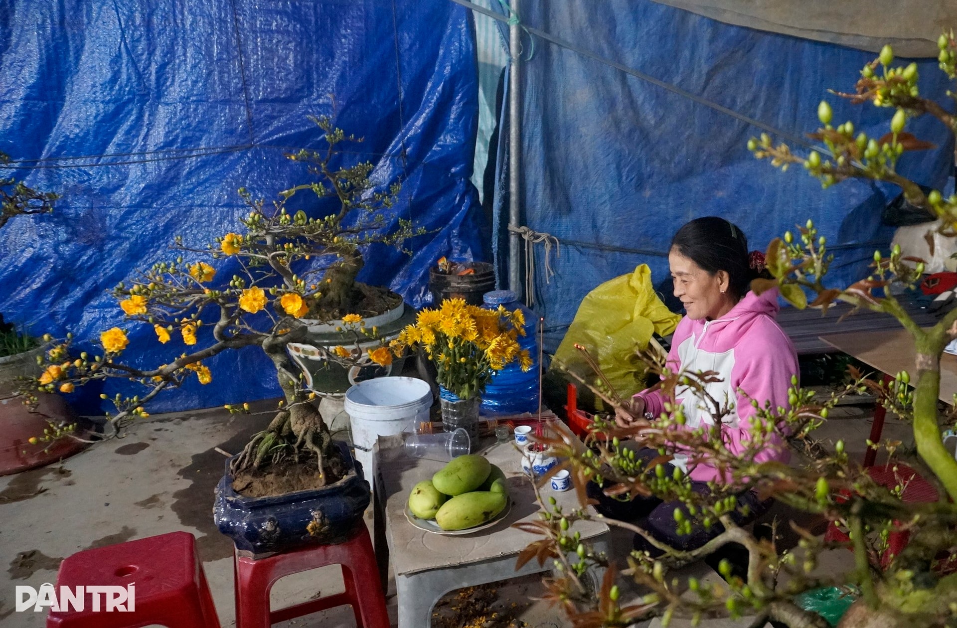 Sau bão lũ, giá mặt bằng tăng, bán 30 chậu mai dáng long chưa đủ tiền thuê - 8