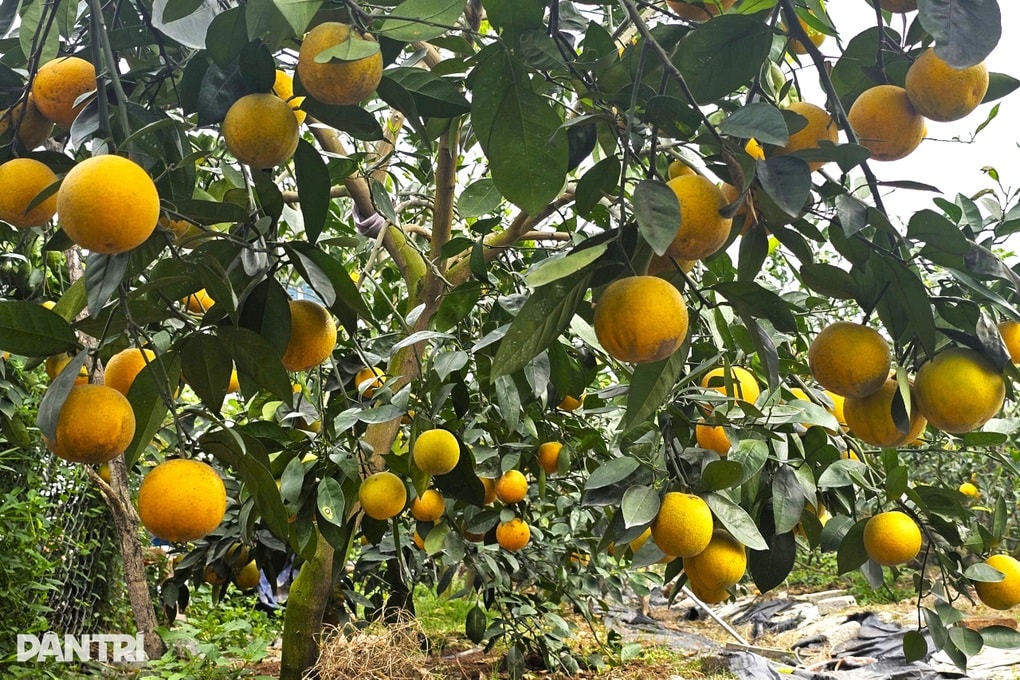 Cam giá cả trăm nghìn đồng mỗi quả, nông dân chăm chút như giữ vàng - 1