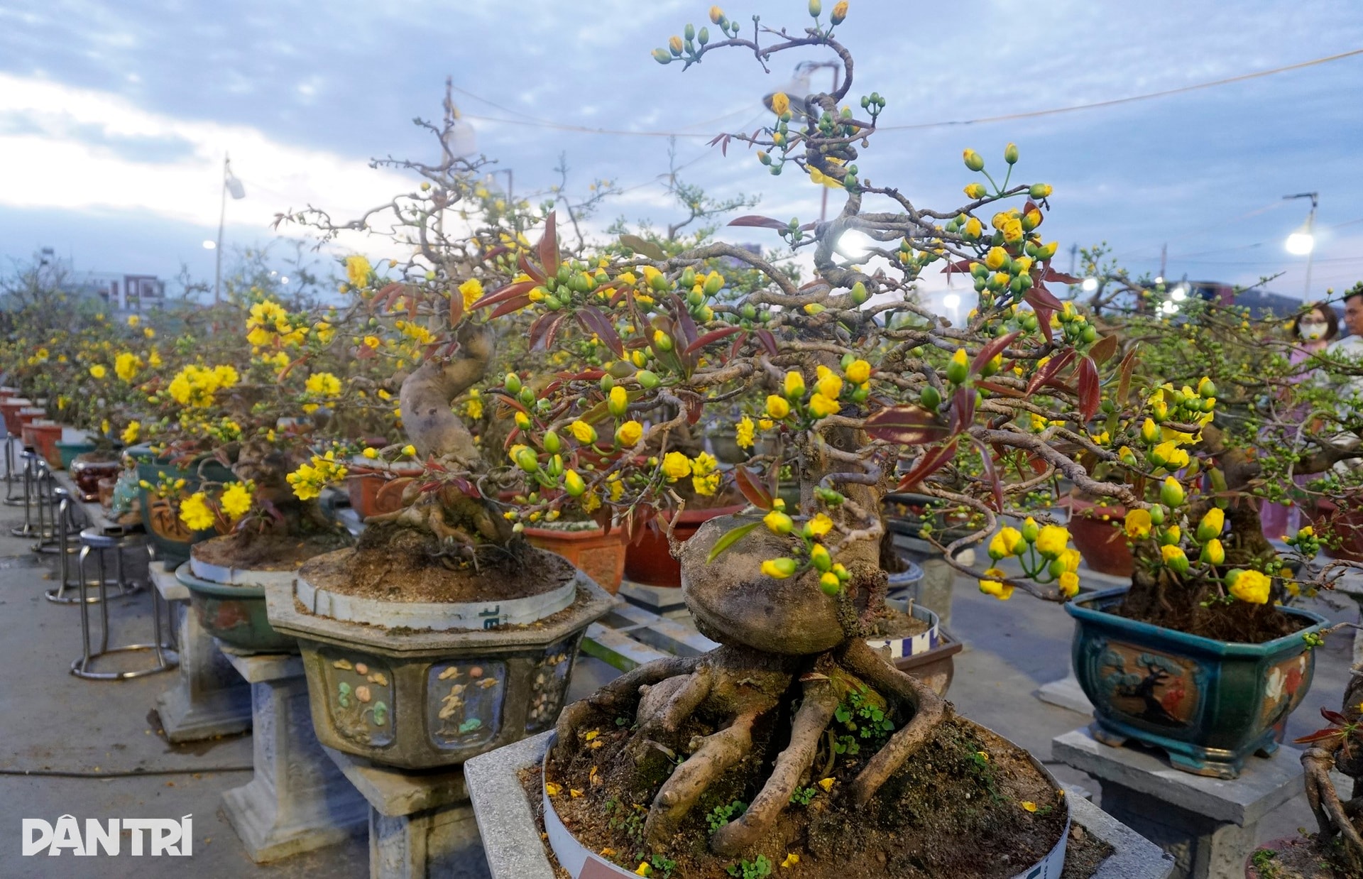 Sau bão lũ, giá mặt bằng tăng, bán 30 chậu mai dáng long chưa đủ tiền thuê - 7