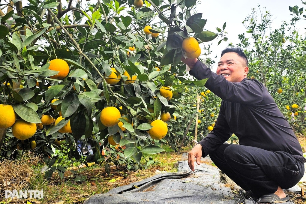 Cam giá cả trăm nghìn đồng mỗi quả, nông dân chăm chút như giữ vàng - 2