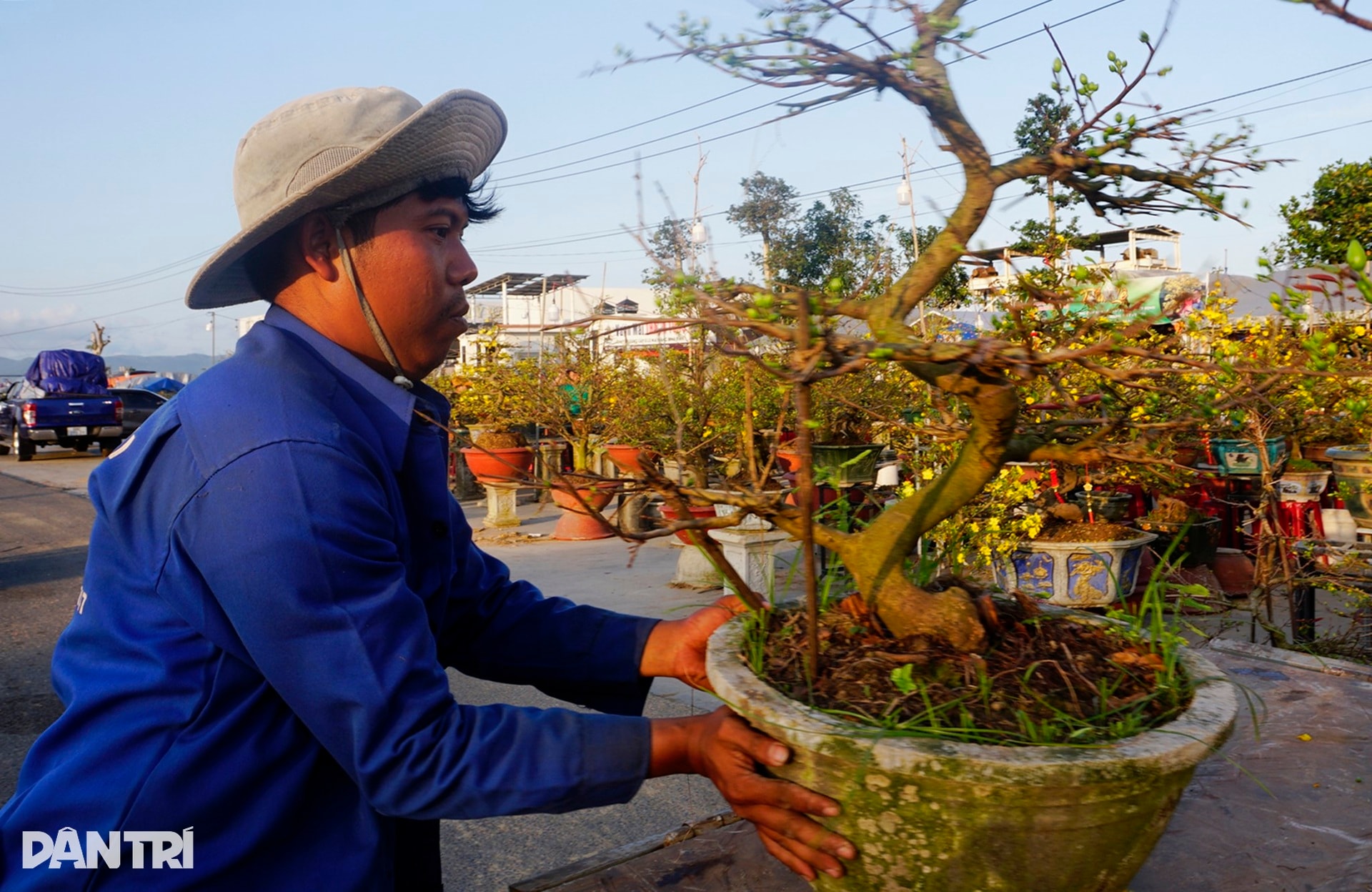 Sau bão lũ, giá mặt bằng tăng, bán 30 chậu mai dáng long chưa đủ tiền thuê - 6