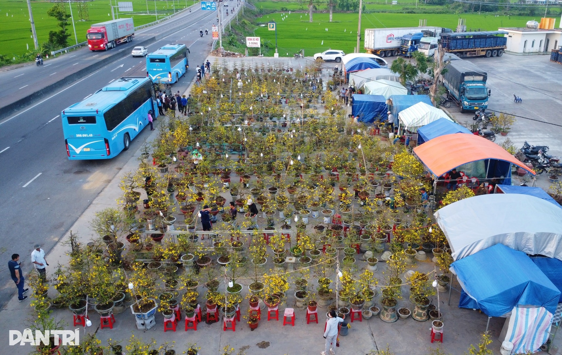 Sau bão lũ, giá mặt bằng tăng, bán 30 chậu mai dáng long chưa đủ tiền thuê - 1