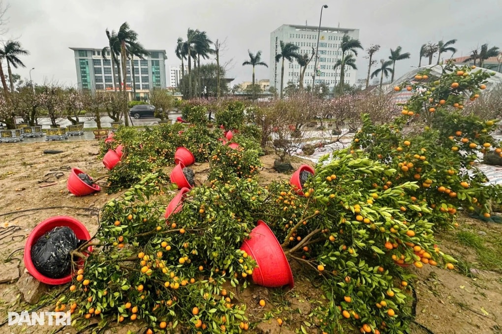 Hàng trăm chậu đào, quất Tết đổ ngã la liệt, tiểu thương lo thua lỗ - 1 Hàng trăm chậu đào, quất Tết đổ ngã la liệt, tiểu thương lo thua lỗ - 1