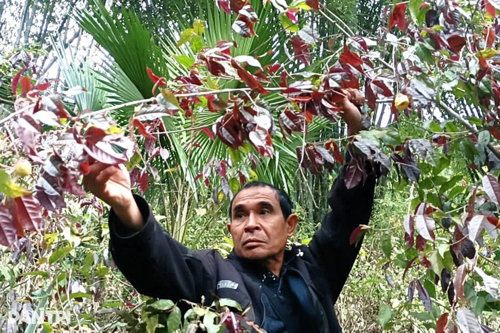 Vào rừng nhặt hoa vàng kiếm tiền triệu mỗi ngày - 2