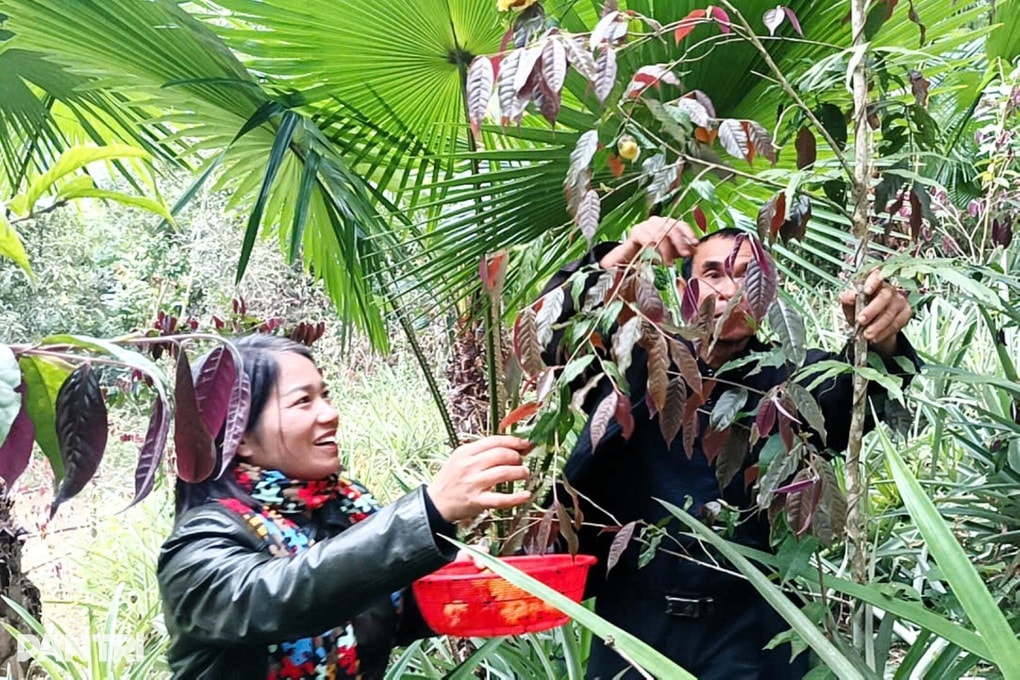 Vào rừng nhặt hoa vàng kiếm tiền triệu mỗi ngày - 1