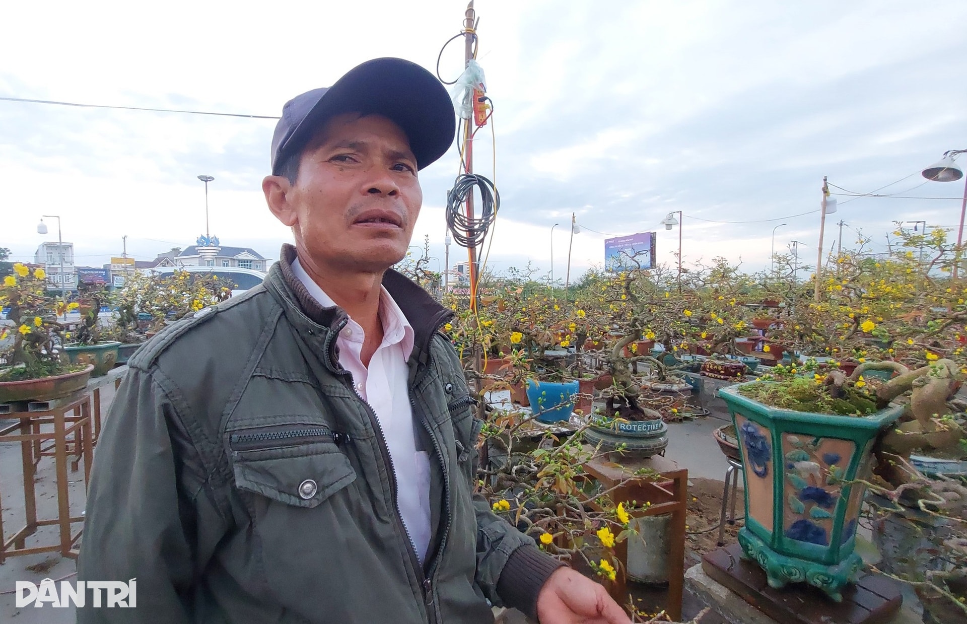 Sau bão lũ, giá mặt bằng tăng, bán 30 chậu mai dáng long chưa đủ tiền thuê - 3