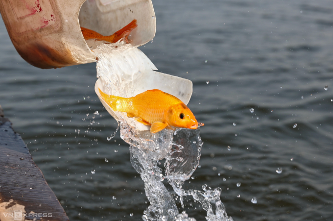 Cá chép cúng thường mang ý nghĩa tâm linh, mọi người thường chỉ để thả, không sử dụng để chế biến. Ảnh: Giang Huy