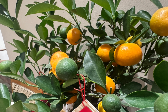 Trường hợp quất nhà trồng để chơi Tết, nguồn gốc rõ ràng, không chăm bón hay dùng thuốc hóa học thì có thể yên tâm sử dụng. Ảnh: Ngọc Minh