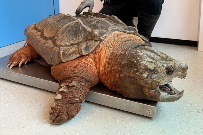 Con rùa cá sấu bị chủ bỏ rơi ở Hong Kong. Ảnh: SCMP