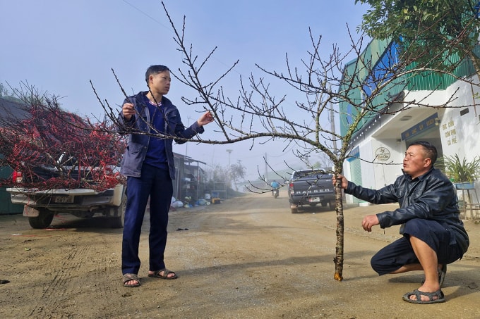 Anh Trương Công Đức (góc phải) vừa vận chuyển một xe đào ra đường lớn ở xã Na Ngoi, nhiều khách đã tới trả giá mua vì lo ngại gần Tết giá tăng cao. Ảnh: Đức Hùng