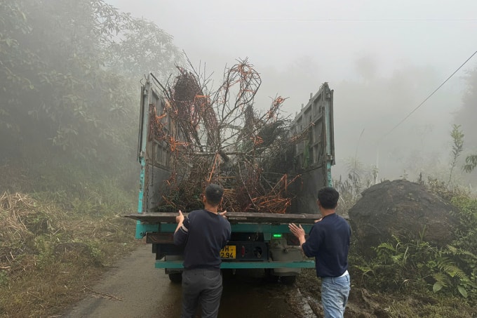 Thương lái thuê xe tải chở cành và gốc đào đá từ Na Ngoi đưa về TP Vinh (cũ) bán. Ảnh: Hùng Lê