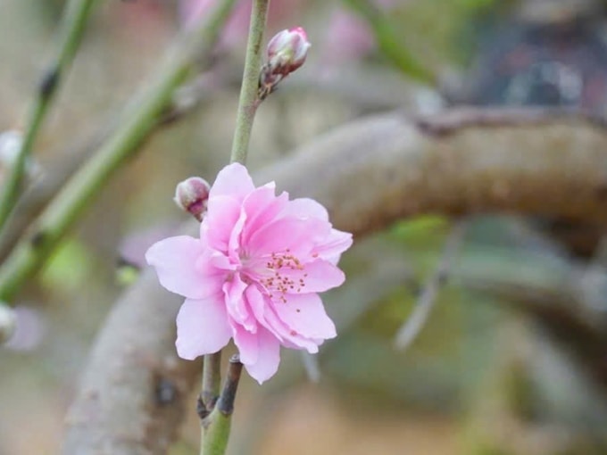 Hoa đào nở dịp Tết Nguyên đán 2026. Ảnh: Lê Tân