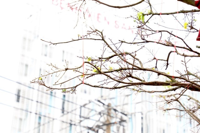 Cây mai "khủng" cao hơn 5m được rao bán với giá 3,7 tỷ đồng - Ảnh 5.