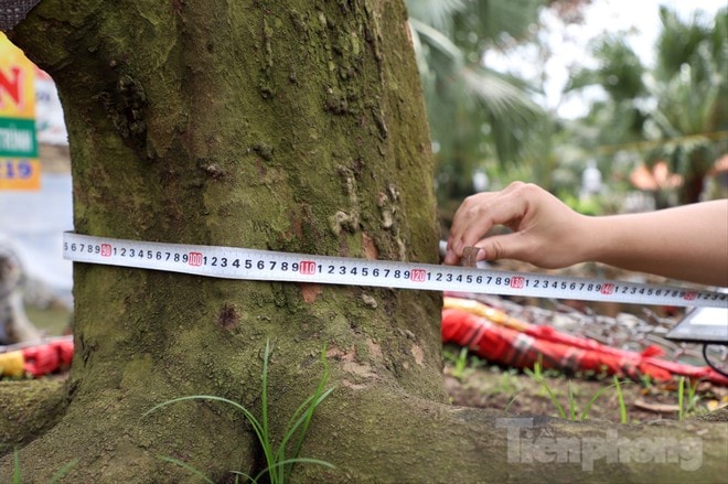 Cây mai "khủng" cao hơn 5m được rao bán với giá 3,7 tỷ đồng - Ảnh 2.