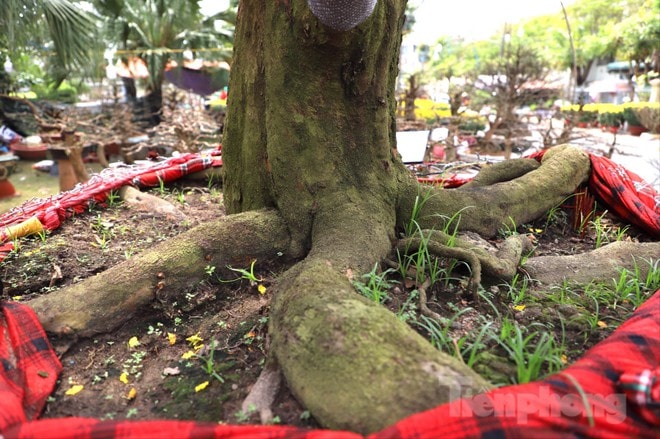 Cây mai "khủng" cao hơn 5m được rao bán với giá 3,7 tỷ đồng - Ảnh 3.