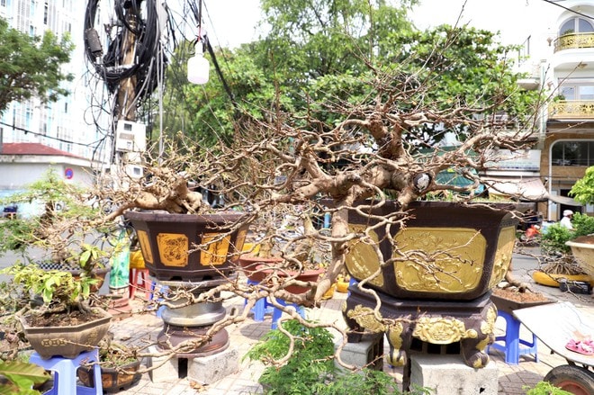 Cây mai "khủng" cao hơn 5m được rao bán với giá 3,7 tỷ đồng - Ảnh 7.