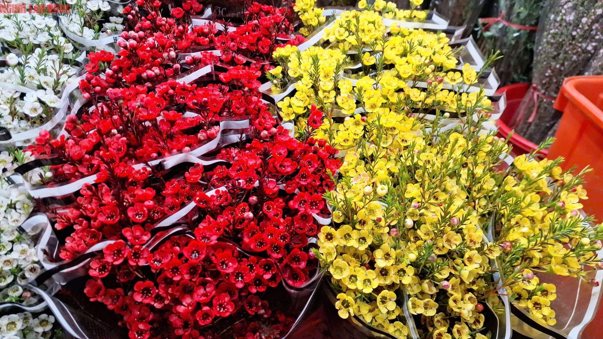 Khám phá chợ hoa Quảng An lớn nhất Hà Nội dịp Tết 2026 - Ảnh 12.