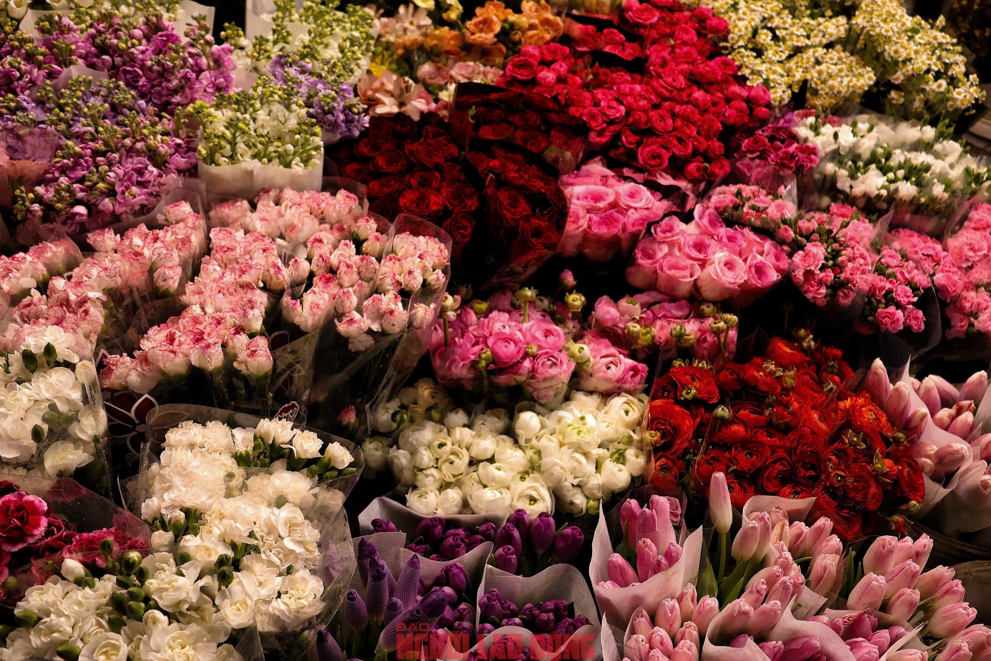 Khám phá chợ hoa Quảng An lớn nhất Hà Nội dịp Tết 2026 - Ảnh 7.