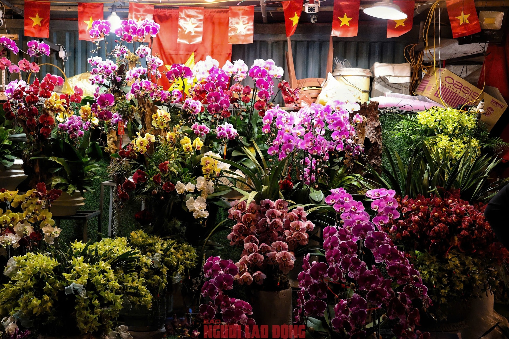 Khám phá chợ hoa Quảng An lớn nhất Hà Nội dịp Tết 2026 - Ảnh 8.