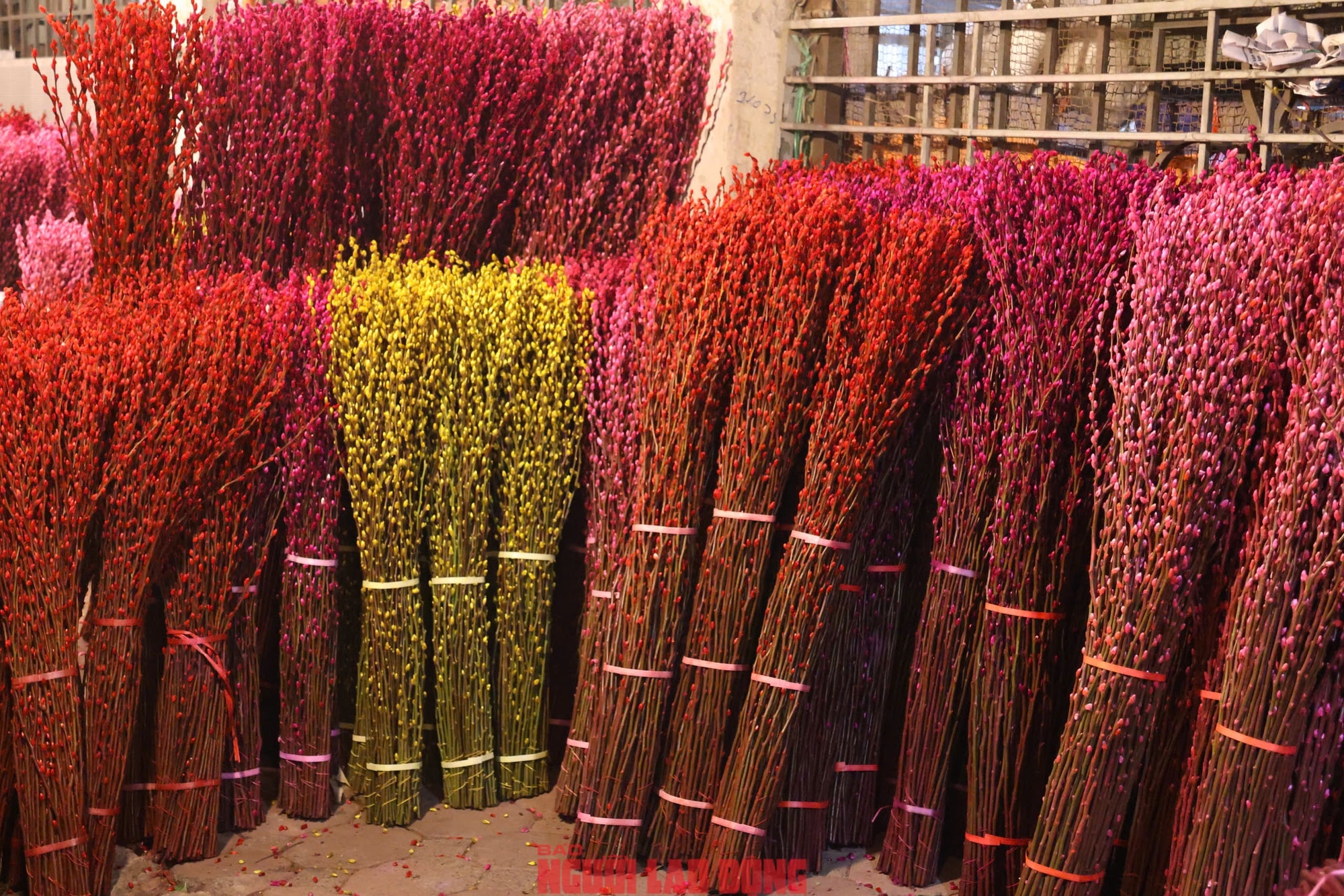 Khám phá chợ hoa Quảng An lớn nhất Hà Nội dịp Tết 2026 - Ảnh 21.