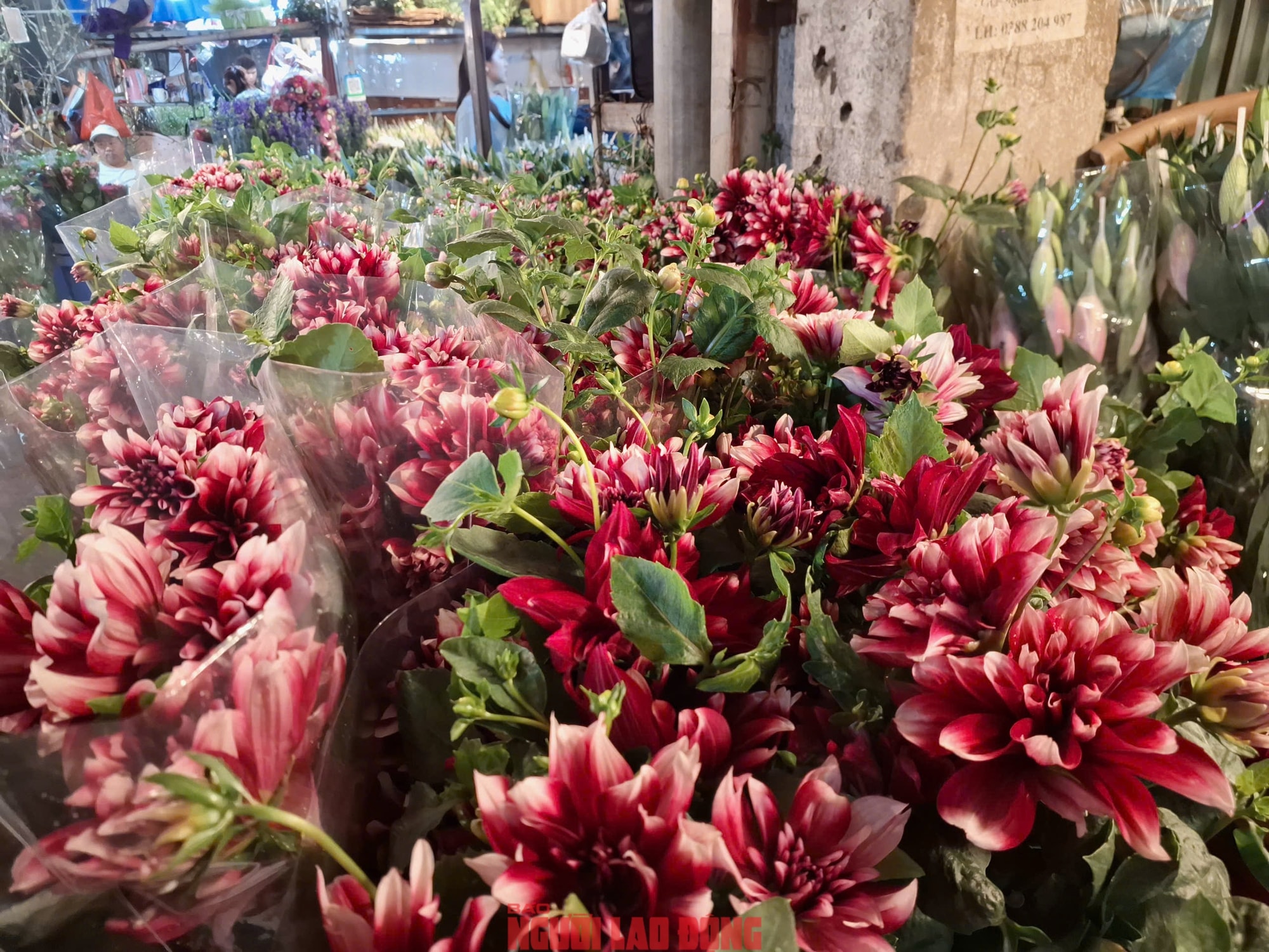 Khám phá chợ hoa Quảng An lớn nhất Hà Nội dịp Tết 2026 - Ảnh 22.