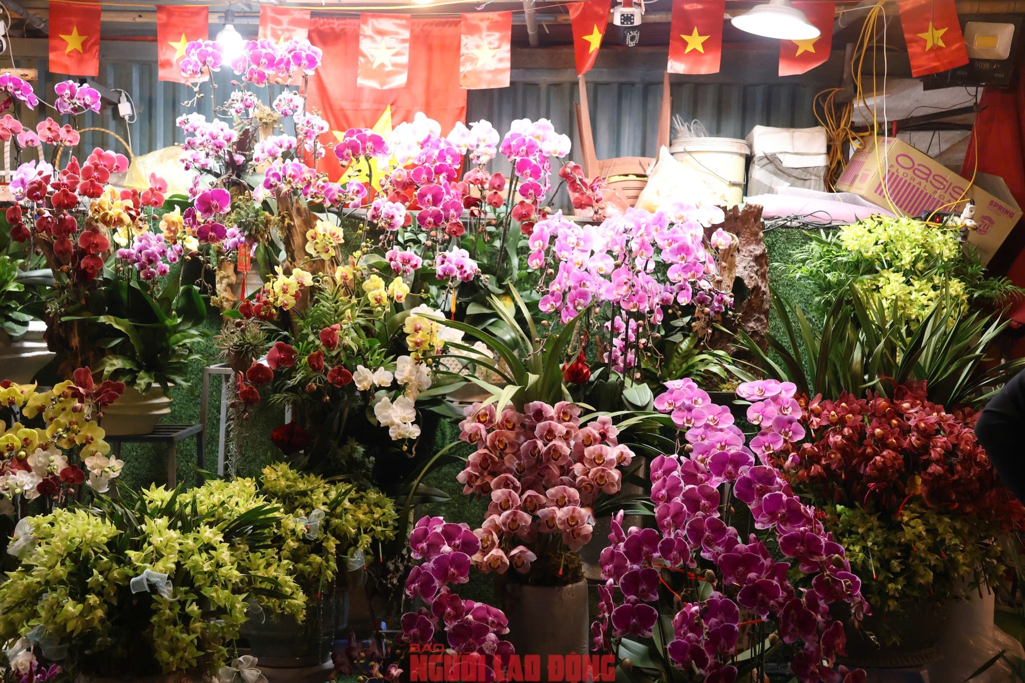 Khám phá chợ hoa Quảng An lớn nhất Hà Nội dịp Tết 2026 - Ảnh 23.