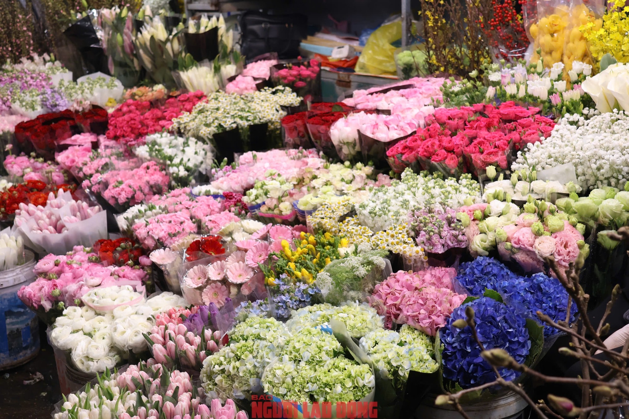 Khám phá chợ hoa Quảng An lớn nhất Hà Nội dịp Tết 2026 - Ảnh 27.
