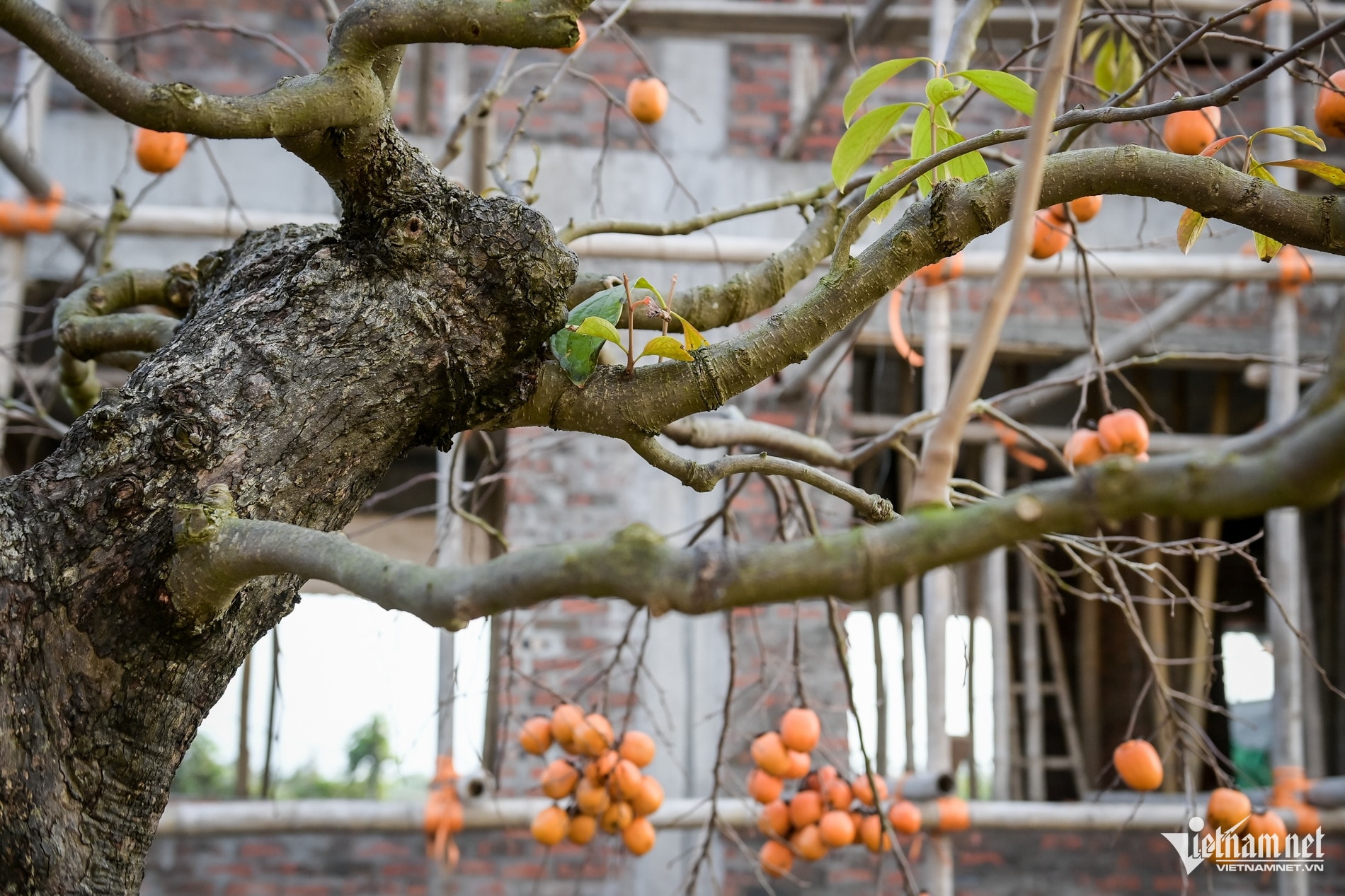 Cây hồng cổ 100 năm tuổi ở Ninh Bình được trả giá 500 triệu đồng - Ảnh 5.