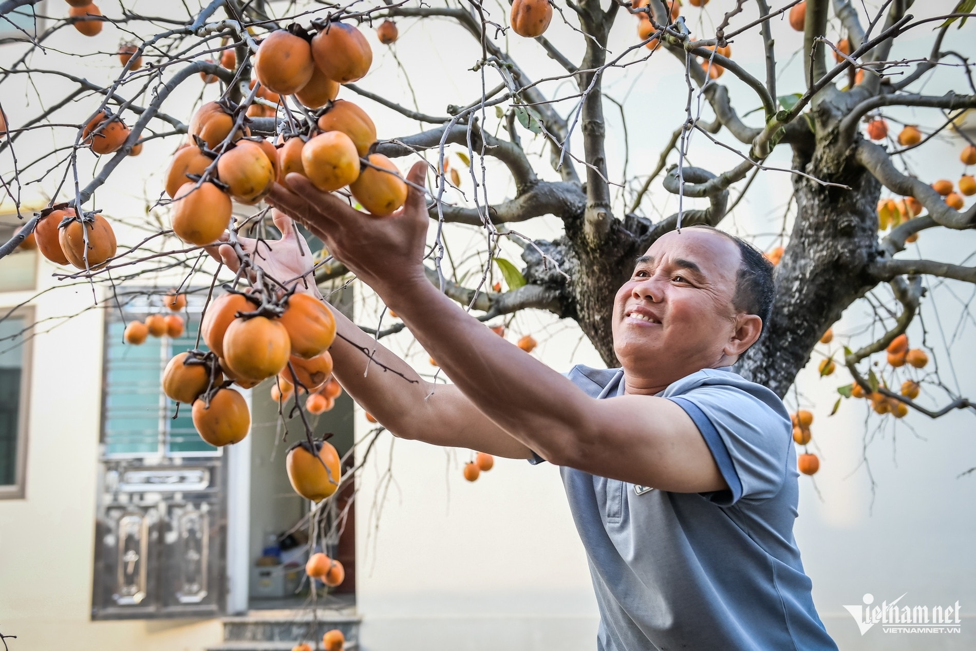 Cây hồng cổ 100 năm tuổi ở Ninh Bình được trả giá 500 triệu đồng - Ảnh 6.