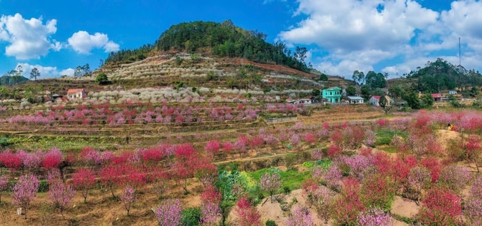 Rực rỡ Lễ hội "Sắc đào xứ Lạng - kết nối muôn phương" - Ảnh 2.