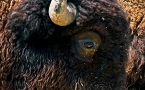 Loài vật quý hiếm bậc nhất hành tinh, tuyệt chủng 500.000 năm bỗng tái xuất khiến giới khoa học ngỡ ngàng- Ảnh 4.