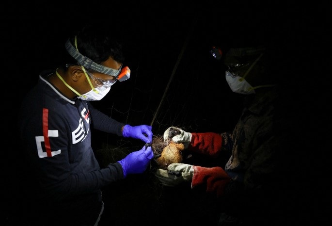 Các nhân viên phòng thí nghiệm bắt dơi, phục vụ nghiên cứu vi rút Nipah tại Bangladesh