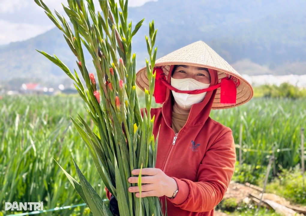 “Thủ phủ” hoa lay ơn Lâm Đồng rũ bùn sau lũ, nhận kết quả Tết bất ngờ - 2 “Thủ phủ” hoa lay ơn Lâm Đồng rũ bùn sau lũ, nhận kết quả Tết bất ngờ - 2