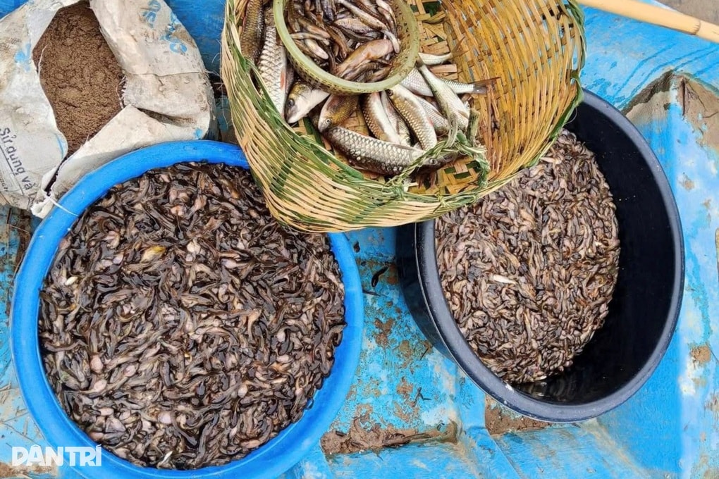 Vào khe suối bắt nòng nọc kiếm nửa triệu đồng mỗi ngày - 2