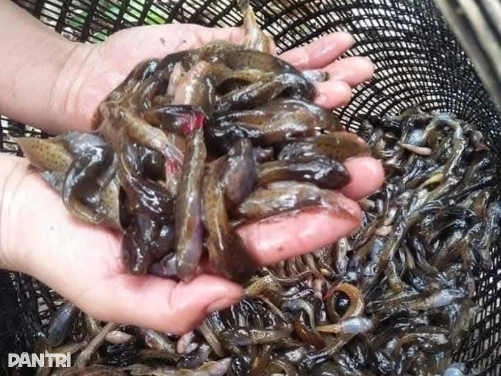 Vào khe suối bắt nòng nọc kiếm nửa triệu đồng mỗi ngày - 1