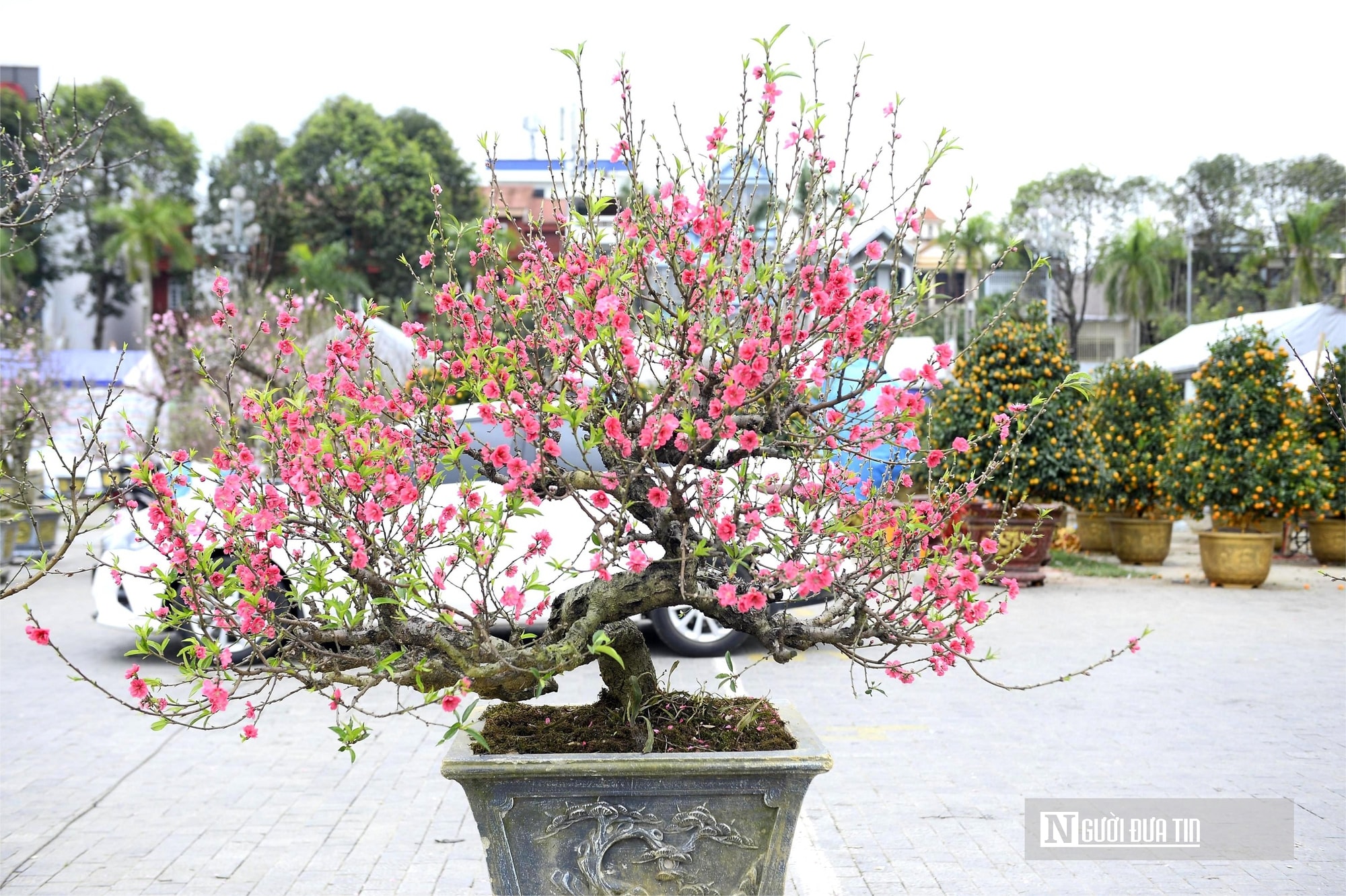 Chợ hoa đào rực rỡ sắc màu, có cây giá thuê lên tới 100 triệu đồng- Ảnh 4. Chợ hoa đào rực rỡ sắc màu, có cây giá thuê lên tới 100 triệu đồng- Ảnh 4.