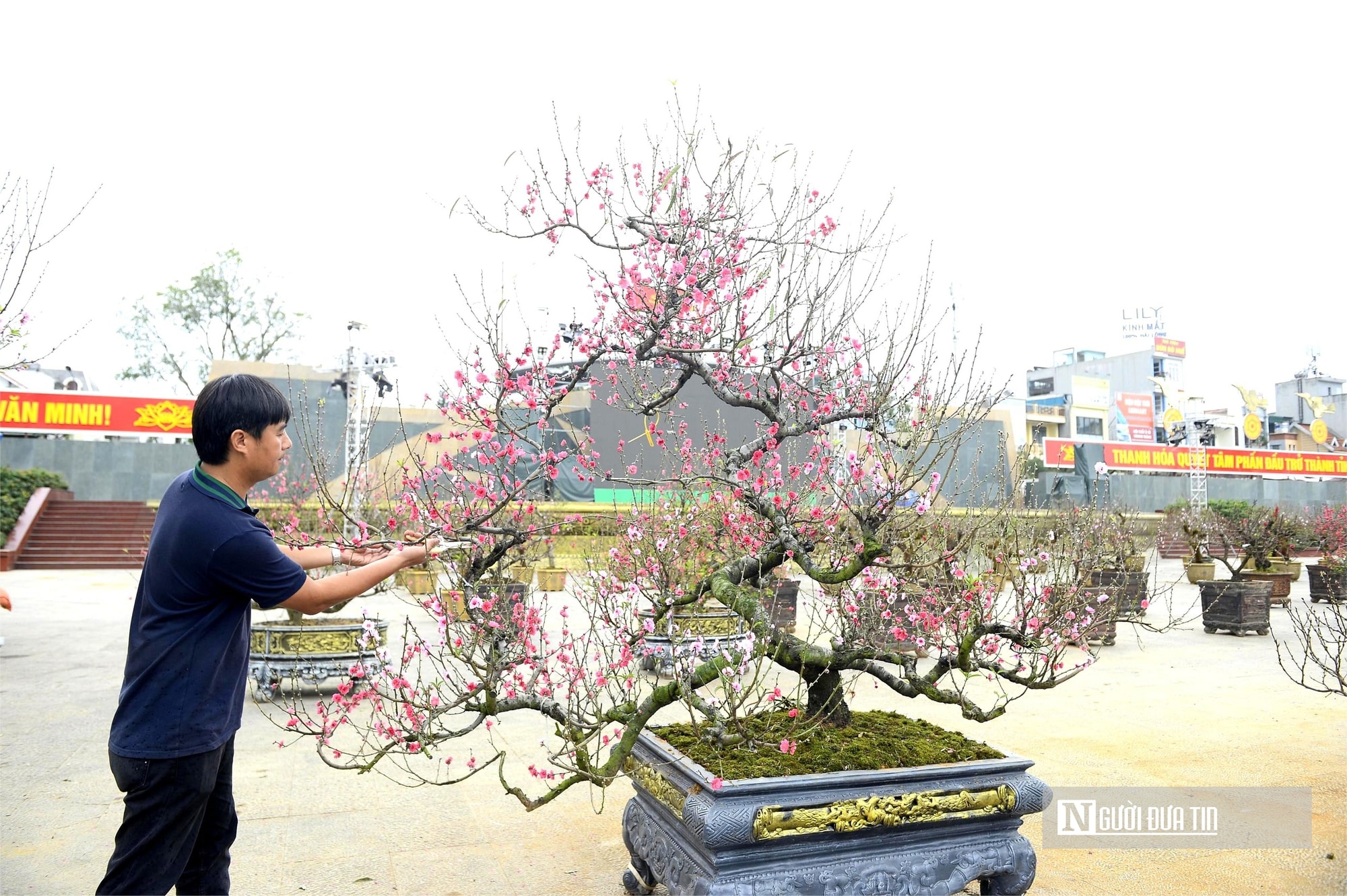 Chợ hoa đào rực rỡ sắc màu, có cây giá thuê lên tới 100 triệu đồng- Ảnh 5. Chợ hoa đào rực rỡ sắc màu, có cây giá thuê lên tới 100 triệu đồng- Ảnh 5.