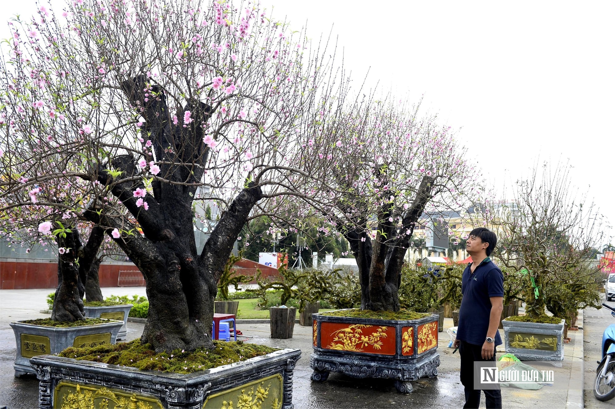 Chợ hoa đào rực rỡ sắc màu, có cây giá thuê lên tới 100 triệu đồng- Ảnh 7. Chợ hoa đào rực rỡ sắc màu, có cây giá thuê lên tới 100 triệu đồng- Ảnh 7.