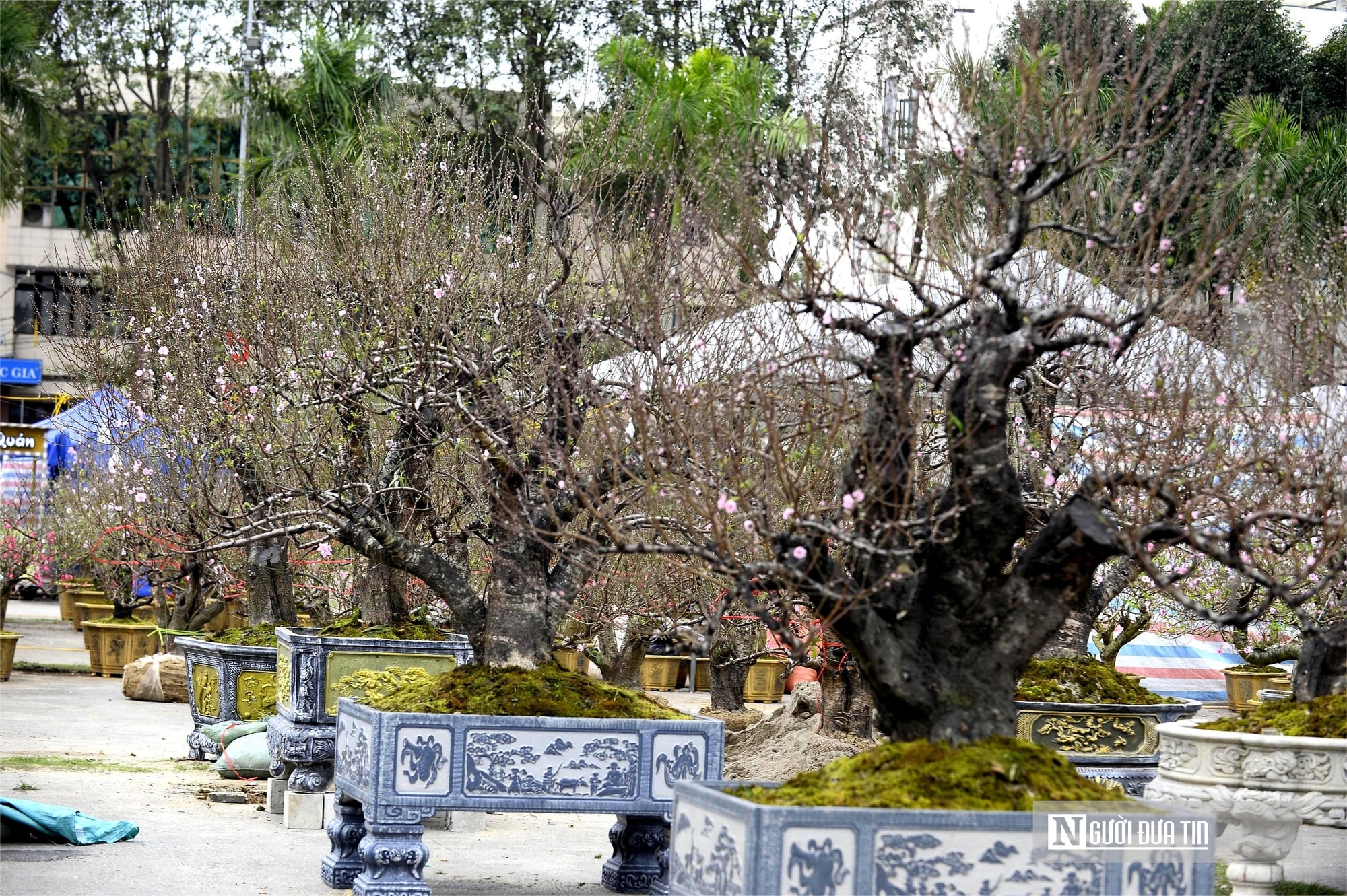 Chợ hoa đào rực rỡ sắc màu, có cây giá thuê lên tới 100 triệu đồng- Ảnh 8. Chợ hoa đào rực rỡ sắc màu, có cây giá thuê lên tới 100 triệu đồng- Ảnh 8.